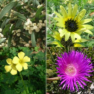 As catro especies que se estudarán: acacia negra, margarida africana, chuchamel e unlla de gato