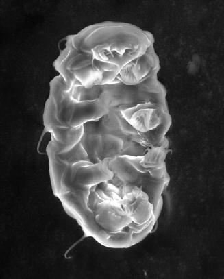 Tardígrado. Microscopía electrónica de barrido