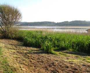 Imaxe que amosa o desbroce de hábitats protexidos, na Lagoa da Frouxeira / Adega