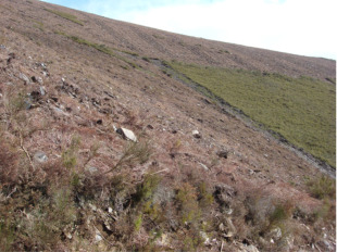 Plantación de piñeiros en Gamiz