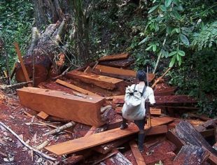 Os madeireiros invadiron a zona para cortar as árbores dos asentamentos