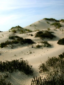 Dunas de Mira, onde Pescanova pretende construír a planta / António Campos